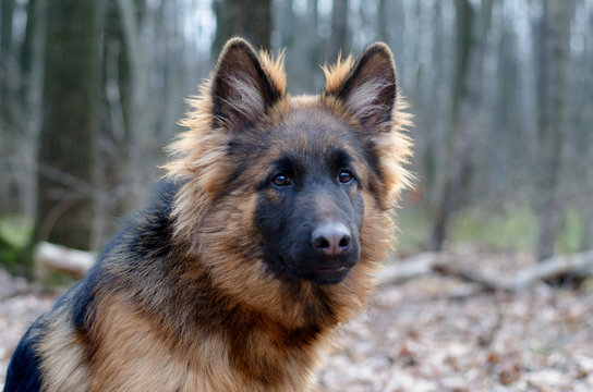 Portrait of Young Fluffy German Shepherd Dog in the Forest. Walks With a Pets Outdoor.
