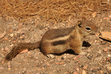 Chipmunk waiting in Bryce Canyon