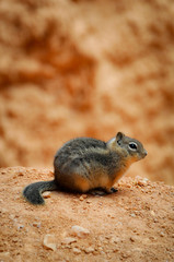 Chipmunk waiting in Bryce Canyon
