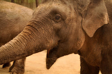 Portrait of an Elephant who Seems to Laugh