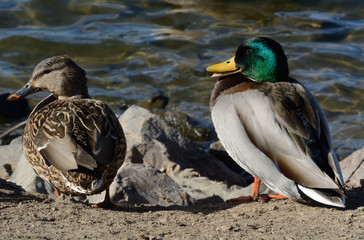 Male and female pair of mallard ducks sunbathing on side of lake shore on windy day
