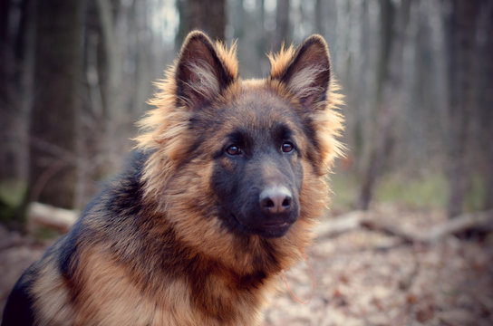 Vintage filtered Portrait of Young Fluffy German Shepherd Dog in the Forest. Walks With a Pets Outdoor.