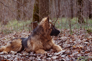 German shepherd dog Junior puppy lying in the forest in the age of seven months