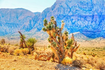 Joshua Tree