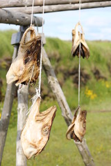 Fish heads on Rack Closeup 