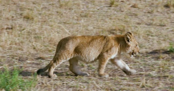 Lion Cub Walking; Maasai Mara 6 Sept Pm; Maasai Mara, Kenya, Africa