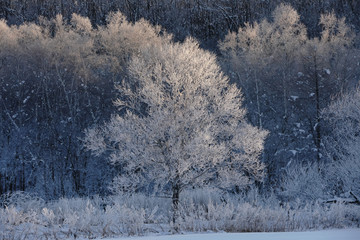 冬の北海道