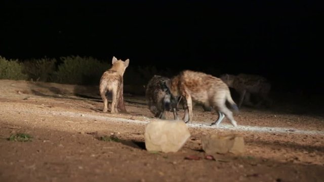 the hyenas in the night and food