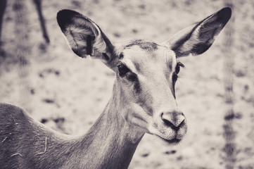 Obraz premium Portrait of an Amazed Brown Deer