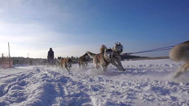 Dogs harnessed by dogs breed Husky pull sled with people, slow motion