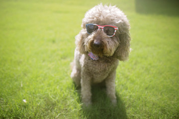 Labradoodle celebrates fourth of july with sunglasses