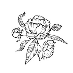 Vector Peony Coloring book page for adults. Hand drawn artwork. Love bohemia concept for wedding invitation, card, ticket, branding, logo, label. Gift for girl, women. Black and white.