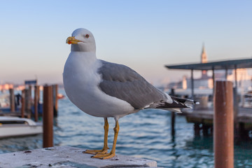 Fototapeta na wymiar Seagull with the San Marco basin in the background, Venice, Italy