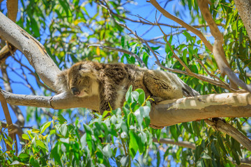 Un koala, Phascolarctos cinereus, dormant sur une branche d& 39 eucalyptus dans le parc national de Yanchep, en Australie occidentale. Yanchep abrite une colonie de koalas depuis 1938. Ciel bleu, saison estivale.