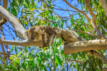 Photo sur Plexiglas Koala Un koala, Phascolarctos cinereus, dormant sur une branche d& 39 eucalyptus dans le parc national de Yanchep, en Australie occidentale. Yanchep abrite une colonie de koalas depuis 1938. Ciel bleu, saison estivale.