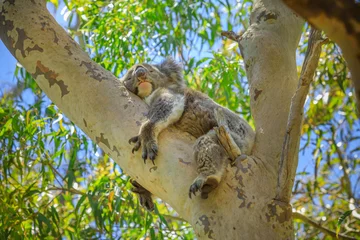 Tuinposter Koala Een koala, Phascolarctos cinereus, slapend op een boom van eucalyptus in Yanchep National Park, West-Australië. Wilde Koala buiten in de wildernis.