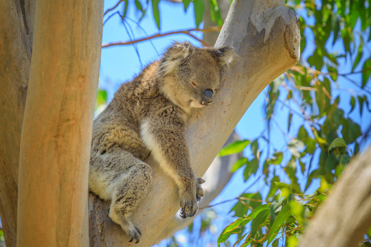 Close up of adult male koala, Phascolarctos cinereus, sleeps lying on branch of eucalyptus in Yanchep National Park in Western Australia. Yanchep has been home to a colony of koalas since 1938.