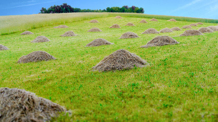 traditional meadow with grass mowed down - obrazy, fototapety, plakaty