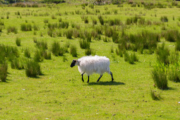 Una pecora cammina per i verdi prati dell'Irlanda