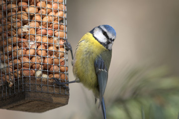 Naklejka premium Blue tit bird on bird feeder 