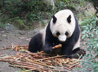 Obraz premium Giant panda eating bamboo shoot in the zoo