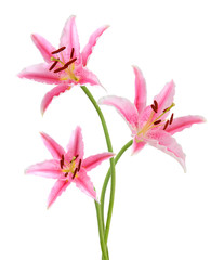 Fototapeta na wymiar Three pink lily flowers. Isolated on white background