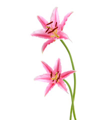 Two pink lily flowers. Isolated on white background