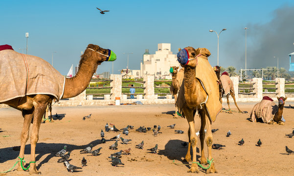 Camel market at Souq Waqif in Doha, Qatar
