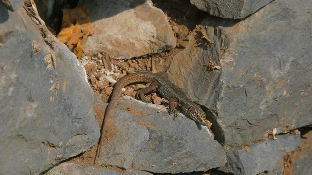 Madeira Lizard, Teira Dugesii; Madeira Lizard; Monte, Funchal, Madeira