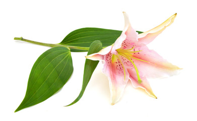A lily flower decorating