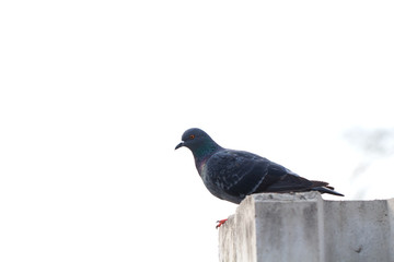 Dove waiting for friends to go to the food