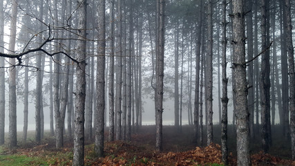 Amazing mystical forest with fog