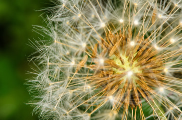 dandelion macro close up