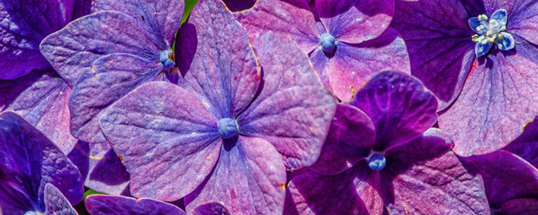 Obraz na płótnie Canvas purple flowers close up macro