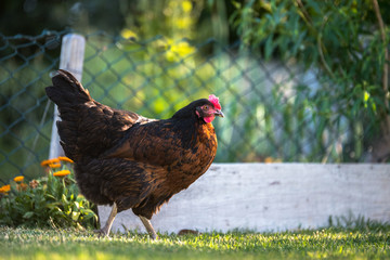 free lonely hen in nature