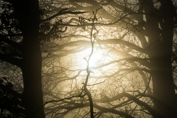 The sun shining through thick fog and leafless tree branches highlighting their silhouettes