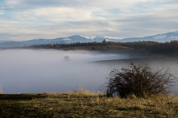 A small shrub with an epic rural landscape in the background featuring a lonely tree emerging from the fog and the Carpathian Mountains