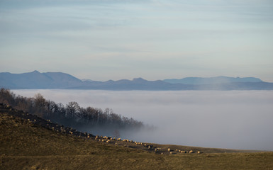 A rural tableau of sheep grazing on top of a hill overlooking the fog covered valley below