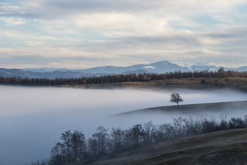 A single tree perched on a ridge that rises above a sea of fog with the Romanian carpathian mountains in the background