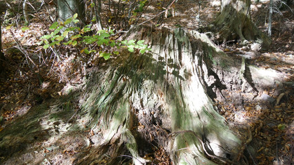 Tronco antico nel sottobosco