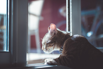 Chaton qui guette à une fenêtre