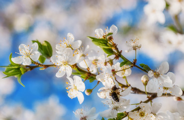 Sakura Flower or Cherry Blossom With Honey bee flying.