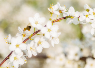 White cherry flowers on a blue sky, Honey bee flying - Spring abstract scenes.