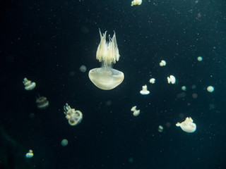 Obraz na płótnie Canvas Bloom of little white jellyfish
