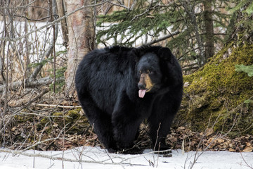 Fototapeta na wymiar Black Bear With Tongue Out