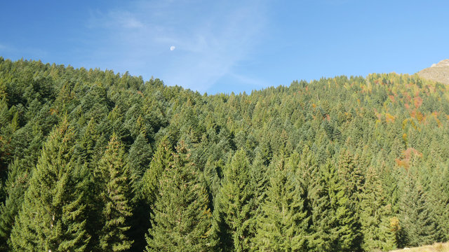 Foresta di conifere in Valle Brembana