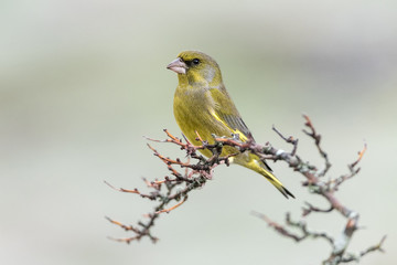 Chloris chloris european greenfinch