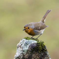 Erithacus rubecula robin