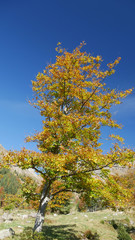 Alberi in autunno