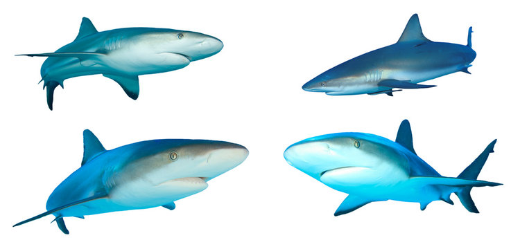 Caribbean Reef Sharks isolated on white background